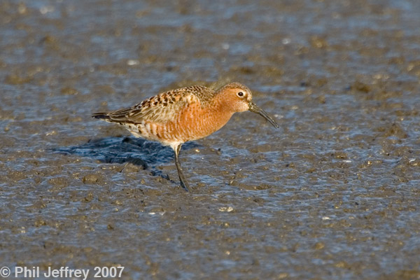 Curlew Sandpiper