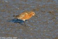 Curlew Sandpiper