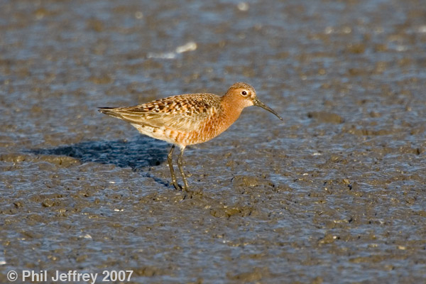 Curlew Sandpiper