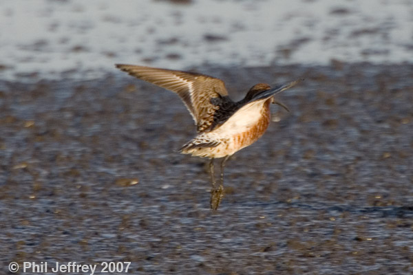 Curlew Sandpiper