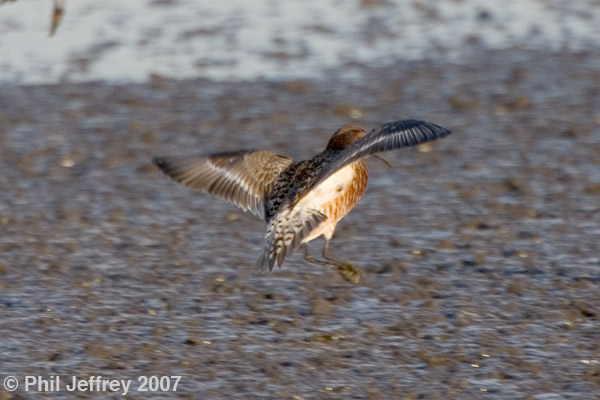 Curlew Sandpiper