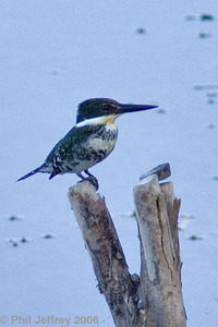 Green Kingfisher