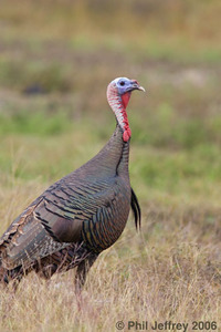 Wild Turkey