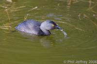 Loons and Grebes