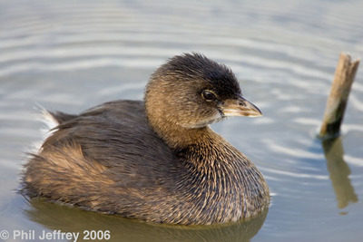 Pied-billed Grebe