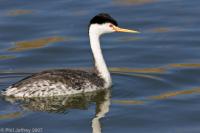 Clark's Grebe