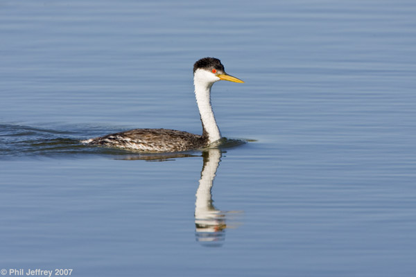 Western Grebe