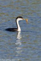 Western Grebe