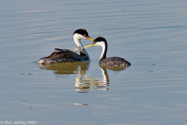 Western Grebe