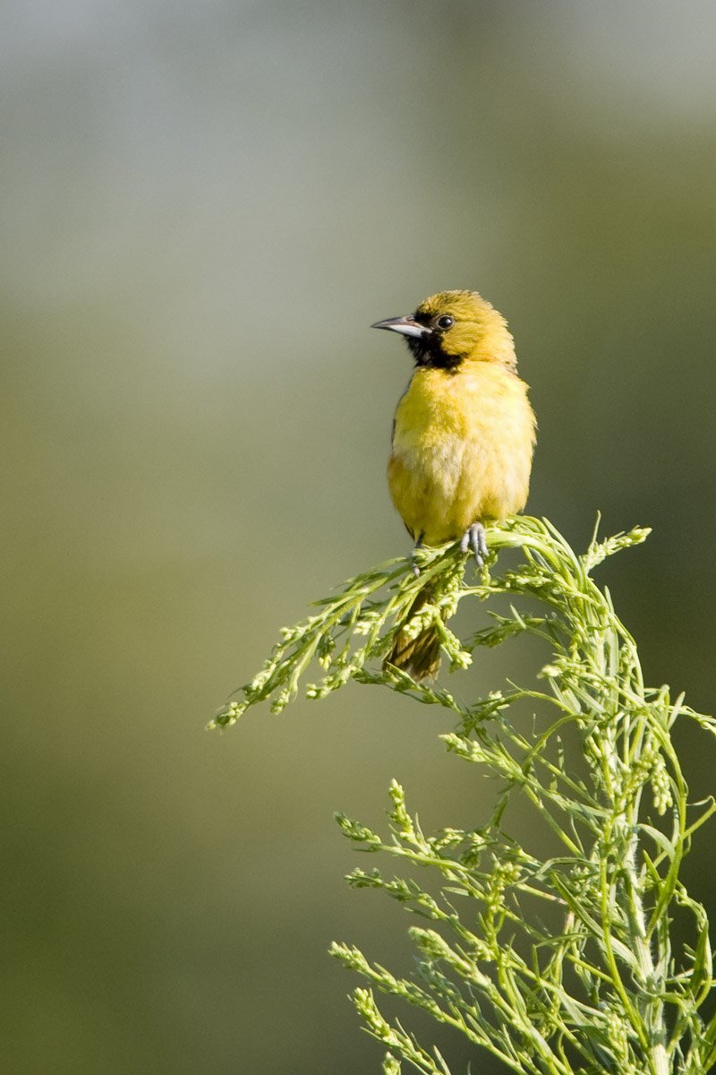 Orchard Oriole