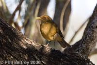 Clay-colored Robin