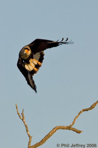 Crested Caracara
