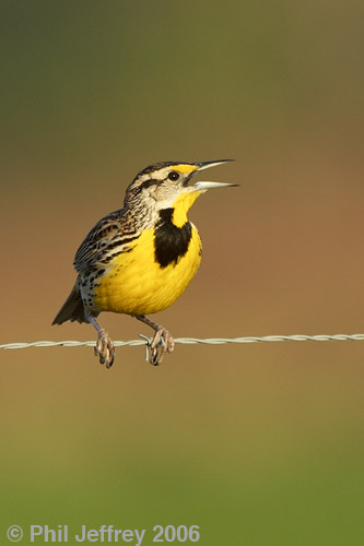 Eastern Meadowlark