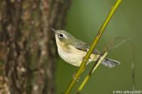 Black-throated Blue Warbler