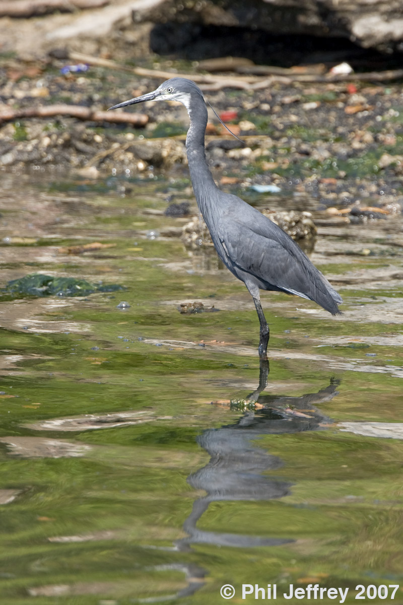 Western Reef-Heron