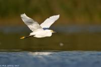 Snowy Egret