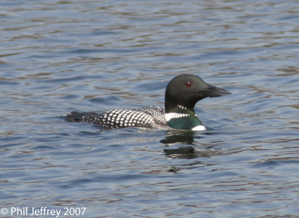 Common Loon