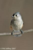 Tufted Titmouse