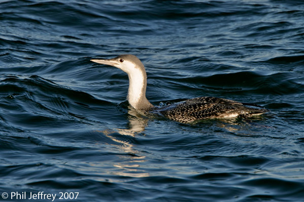 Red-throated Loon
