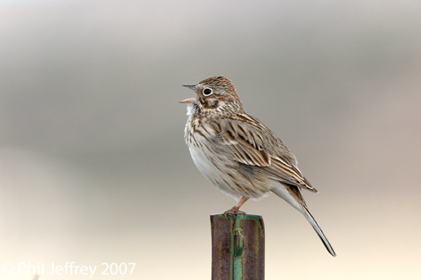 Vesper Sparrow