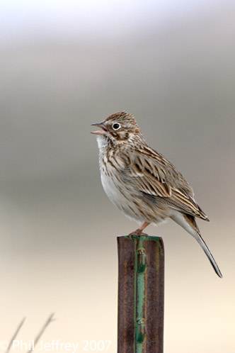Vesper Sparrow