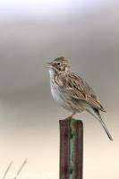Vesper Sparrow
