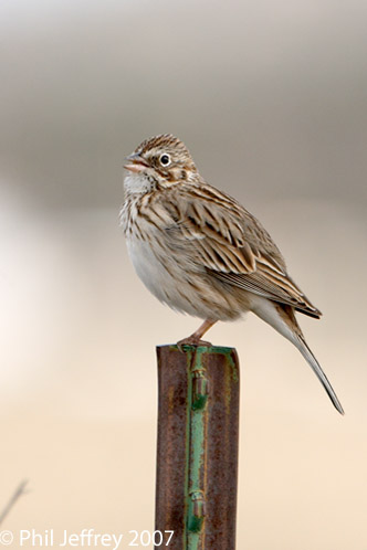 Vesper Sparrow