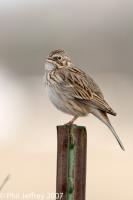Vesper Sparrow
