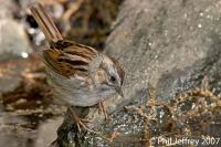 Swamp Sparrow