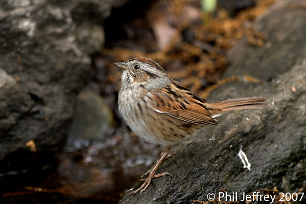 Swamp Sparrow