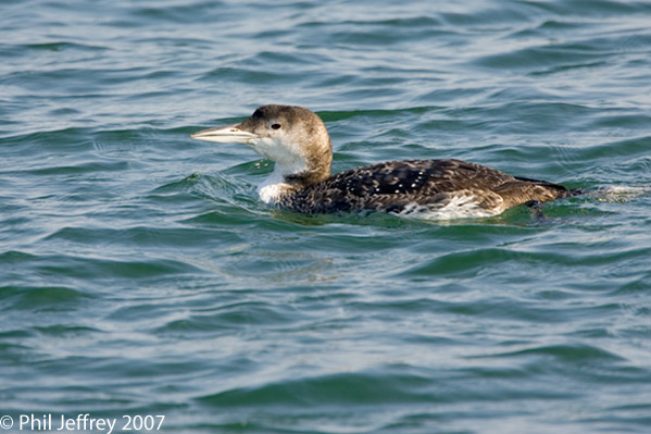 Common Loon