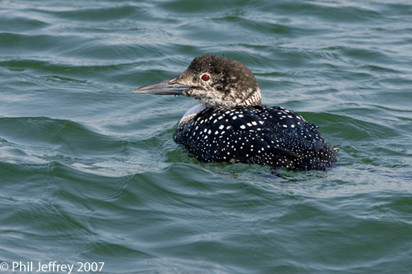 Common Loon