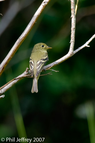 Yellow-bellied Flycatcher