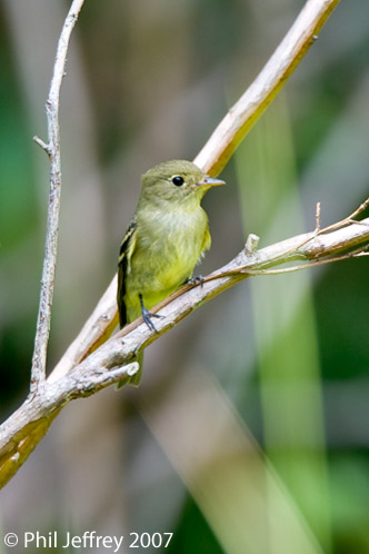 Yellow-bellied Flycatcher
