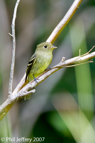 Yellow-bellied Flycatcher