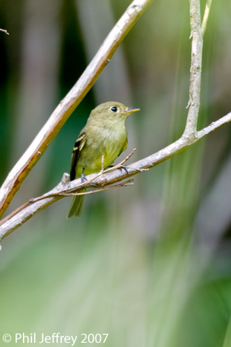 Yellow-bellied Flycatcher