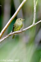 Yellow-bellied Flycatcher