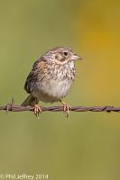 Vesper Sparrow