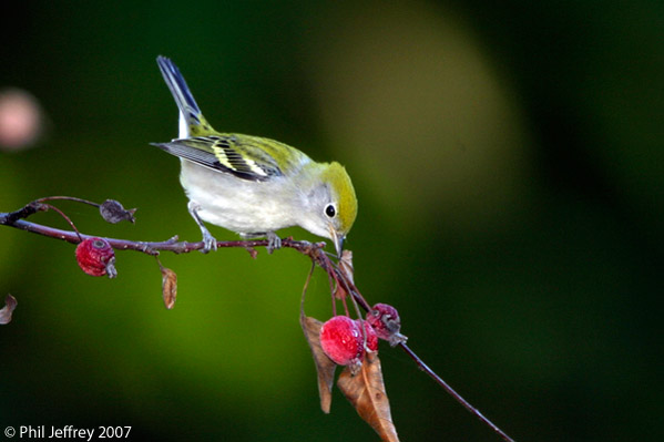 Chestnut-sided Warbler