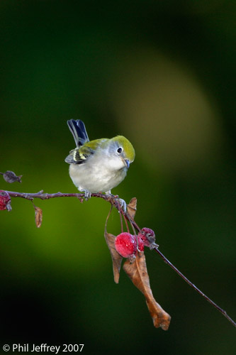 Chestnut-sided Warbler