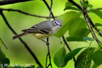 Blue-headed Vireo