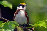 Chestnut-sided Warbler