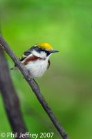 Chestnut-sided Warbler