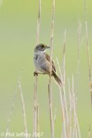 Seaside Sparrow