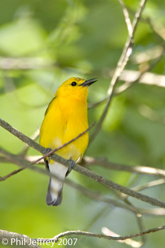 Prothonotary Warbler