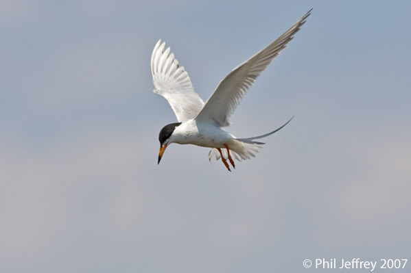 Forster's Tern