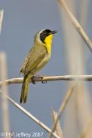 Common Yellowthroat