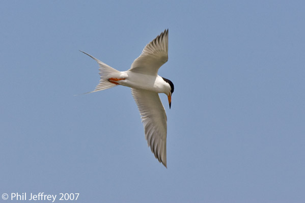 Forster's Tern