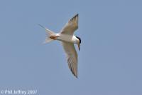 Forster's Tern