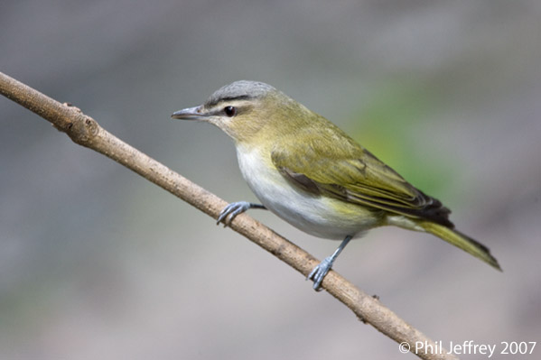 Red-eyed Vireo